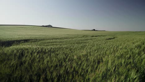 Green-winter-wheat-growing-in-sprawling-picturesque-field,-swaying-in-wind