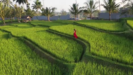 Una-Mujer-Con-Un-Vestido-Rojo-Caminando-En-Una-Terraza-De-Arroz-Explorando-El-Exótico-Paisaje-Cultural-A-Través-De-Bali,-Indonesia