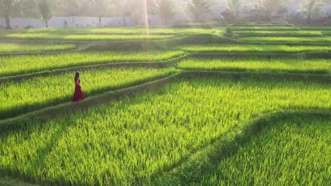 Eine-Frau-In-Reisfeldern-In-Rotem-Kleid,-Die-Auf-Reisterrassen-Spazieren-Geht-Und-Die-Kulturlandschaft-Im-Exotischen-Urlaub-Durch-Bali-Indonesien-Erkundet
