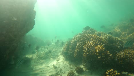Gruppe-Kleiner-Fische,-Die-In-Klarem-Meerwasser-Von-Korallenriffen-Wegschwimmen