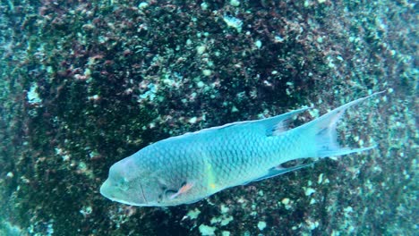 Buckellippfisch,-Der-Durch-Ein-Wunderschönes-Unterwasserriff-Schwimmt---Unterwasseraufnahme