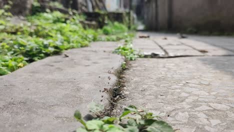 The-old-town-is-about-to-usher-in-the-rainy-season-and-the-ants-start-to-move