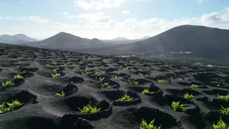 Viticulture-in-Lanzarote---Canary-Islands