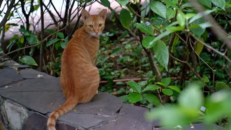 Neugierige-Orangefarbene-Streunende-Tabby-Katze,-Die-In-Einem-öffentlichen-Makati-Park-Auf-Nahrungssuche-Geht,-Hält-Ausschau-Nach-Möglicher-Beute-Zwischen-Den-Büschen