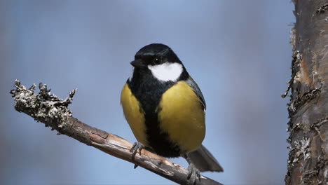 slow-motion-of-the-great-tit-lands-on-a-branch-and-scans-the-area
