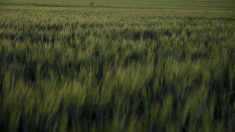 Green-Wheat-Field-in-Soft-Evening-Light,-Relaxing-Background-Texture
