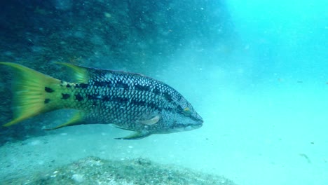 Anfangsphase-Des-Mexikanischen-Schweinsfisches,-Der-Auf-Sandigem-Grund-Des-Tropischen-Meeres-Schwimmt