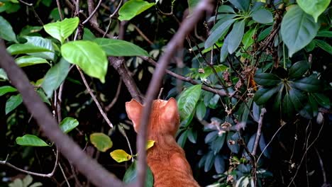 Neugierige-Orangefarbene-Streunende-Tabby-Katze,-Die-In-Einem-öffentlichen-Makati-Park-Auf-Nahrungssuche-Geht,-Hält-Ausschau-Nach-Möglicher-Beute-Zwischen-Den-Büschen
