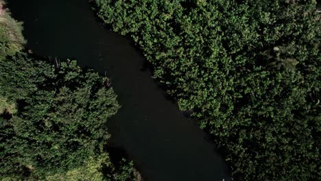 Lush-vegetation-growing-along-the-banks-of-Lumaha'i-River-on-the-north-shore-of-Kauai,-aerial-top-down