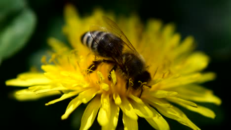 Footage-of-Bee-collecting-pollen-from-yellow-flower