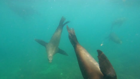 Playful-Sea-Lions-Diving-In-The-Ocean