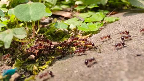 Macro-shot-of-weather-changing-ants-preparing-to-move