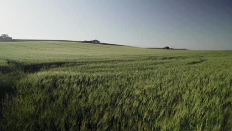 Green-wheat-growing-in-vast-farmland-field-on-windy-spring-day,-Pan-Right