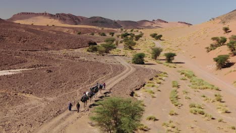 Luftdrohnenansicht-Der-Karawane-Von-Kamelen-Und-Beduinen,-Die-In-Einer-Linie-Durch-Die-Marokkanische-Wüste-Laufen