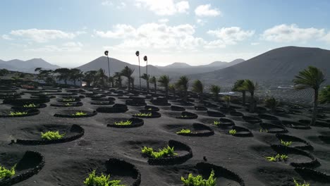 Special-viticulture-in-the-volcanic-region-of-Lanzarote