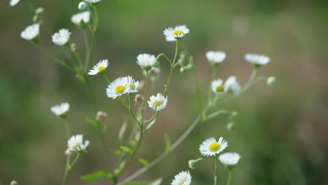 Erigeron-plant-with-flowers-moving-in-the-wind