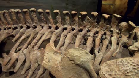 Médula-Espinal-De-Dinosaurio-En-Exhibición-En-Un-Museo