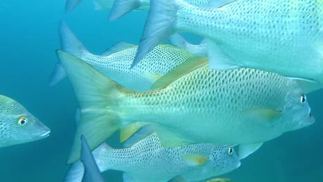 Graybar-Grunt-Fish-Swims-Under-The-Deep-Blue-Sea