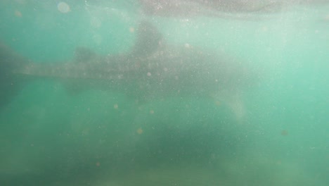 Primer-Plano-De-Un-Tiburón-Ballena-Nadando-Bajo-El-Mar-Azul
