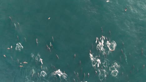 Pods-Of-Dolphins-Swimming-In-The-Ocean