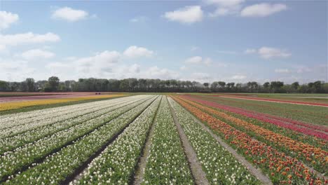 drone-shot-flying-forward-and-upwards-over-dutch-tulip-fields-in-4k