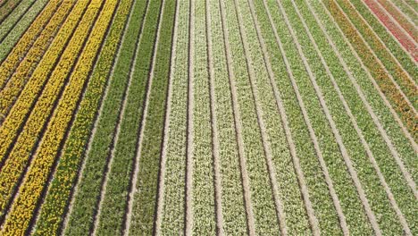 drone-shot-flying-forwards-with-camera-tilting-upwards-over-Dutch-tulip-fields-in-4k