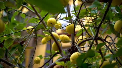 Close-up-of-Lemons-growing-on-green-tree