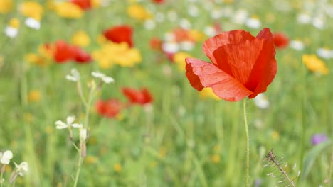 Close-up-of-red-poppy-flower-in-a-colorful-wildflower-meadow