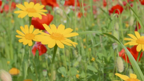 Beautiful-yellow-huisache-daisy-in-meadow,-spring