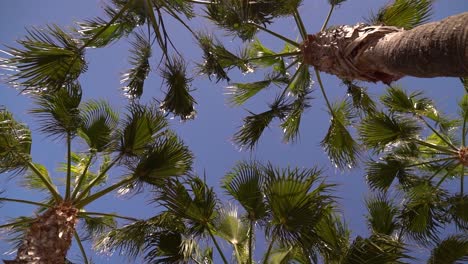 Schöne-Palmen-Gegen-Blauen-Himmel