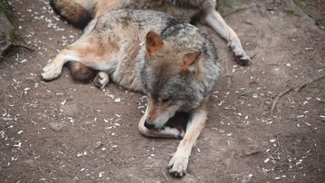 Beautiful-European-Grey-Wolf-relaxing,-grooming-itself
