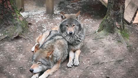 Couple-of-beautiful-Eurasian-Grey-wolves-laying-down-resting-inside-the-zoo-eclosure