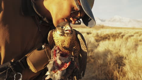 Falconry-Trainer-Proudly-Kissing-His-Pet-Gyr-Peregrine-Falcon-While-It-Eats