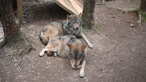 Couple-of-Eurasian-Grey-Wolves-resting-in-the-zoo-enclosure