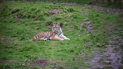 Amur-Tiger-Ist-Wachsam,-Während-Er-Sich-Im-Zoogehege-Niederlegt