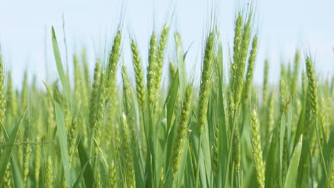Grüner-Weizen-Auf-Feldern,-Die-An-Einem-Sonnigen-Tag-Mit-Dem-Wind-Wehen,-Kopierraum