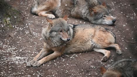 Pack-of-Eurasian-Grey-Wolves-resting-in-the-zoo-enclosure