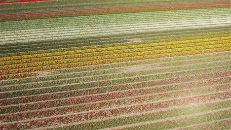 drone-shot-slowly-rotatiing-over-dutch-tulip-fields-in-4k