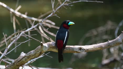 Seen-from-its-back-looking-to-the-right-and-up,-Black-and-red-Broadbill,-Cymbirhynchus-macrorhynchos,-Kaeng-Krachan-National-Park,-Thailand