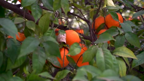 Close-up-of-bright-oranges-hanging-inside-tree