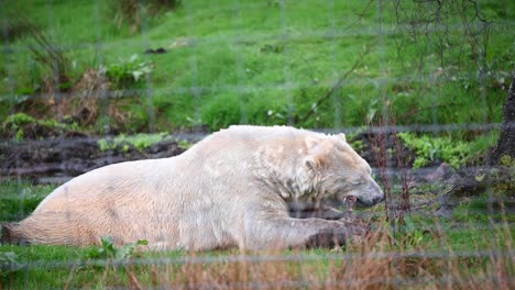Male-Polar-Bear-chewing-on-a-bone-inside-the-zoo-enclosure