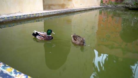 Male-and-female-duck-swimming-inside-pond