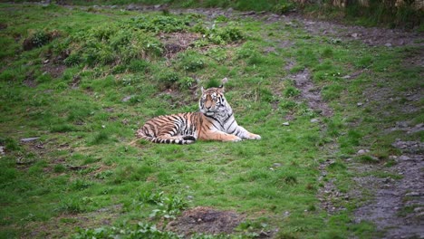 Wunderschöner-Amur-Tiger,-Der-An-Einem-Bewölkten-Tag-Im-Zoogehege-Ruht
