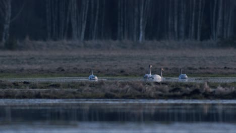 A-flock-of-whooper-swans-during-migration-on-wetlands-in-early-morning-dusk
