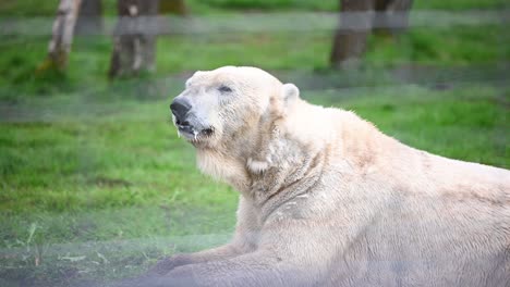 Giant-Male-Polar-Bear-resting-and-yawning-inside-the-zoo-enclosure