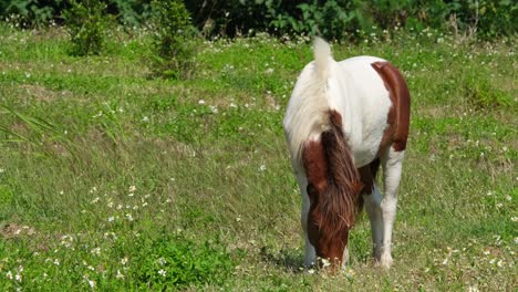 A-horse-with-white-and-brown-spots-feeding-on-grass-during-a-bright-and-windy-morning,-Muak-Klek,-Thailand