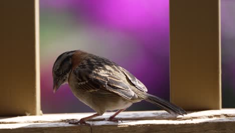 Garden-Bird-Eating-from-Birdfeeder