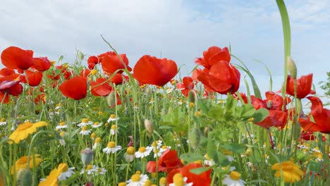 Poppys,-White-Daisy-and-Huizache-daisy-flowers-colorful-meadow-during-spring