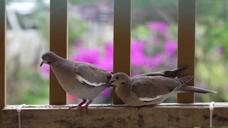 Two-White-Winged-Doves-Eating-on-DIY-birdfeeder