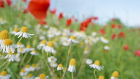 Weiße-Kleine-Gänseblümchenblumen-Im-Grünen-Gras-Im-Frühling,-Kamera-Bewegt-Sich-Rückwärts-Und-Dreht-Sich-Aus-Dem-Fokuskopienraum